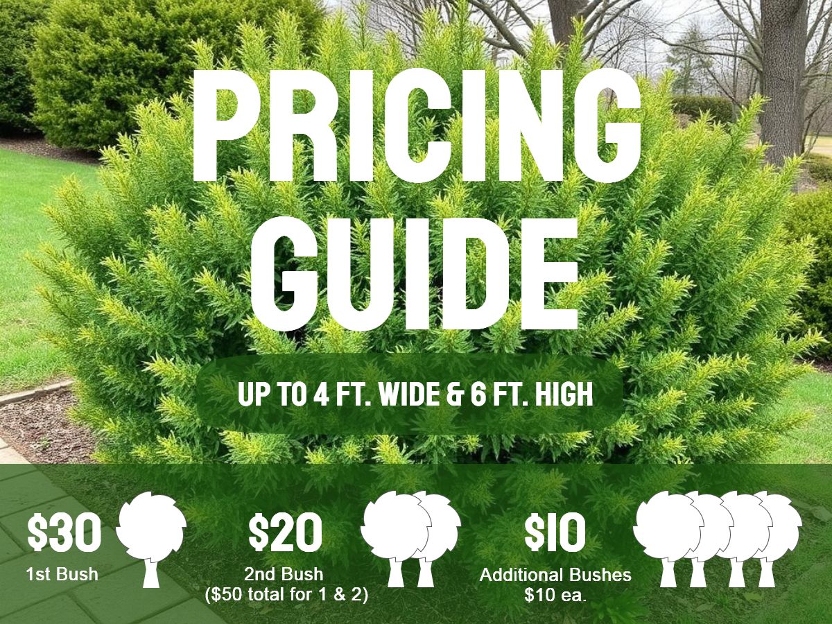 Shrub Removal Pricing Guide